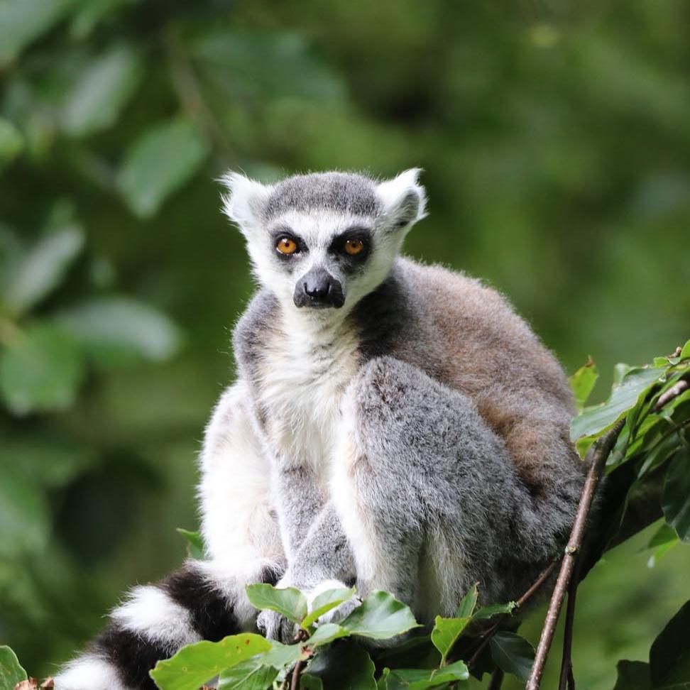 Ring railed lemur on a branch looking at the camera (eye-contact) IMAGE: Amy Middleton (2023)